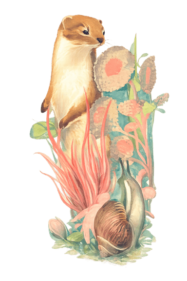 Ardilla con caracol y plantas