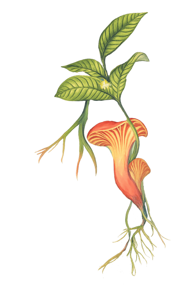 Planta con raíces representando los vínculos naturales