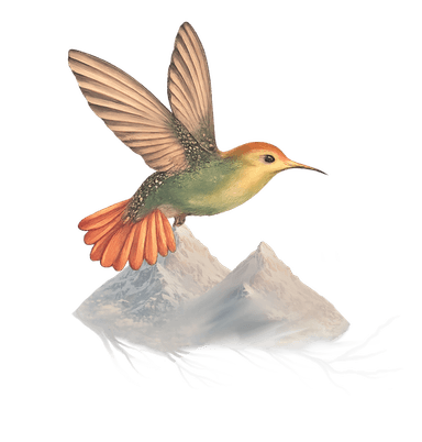 Colibrí sobre piedra simbolizando la conexión con la naturaleza